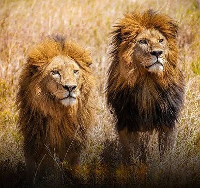 Bob Junior & Marley