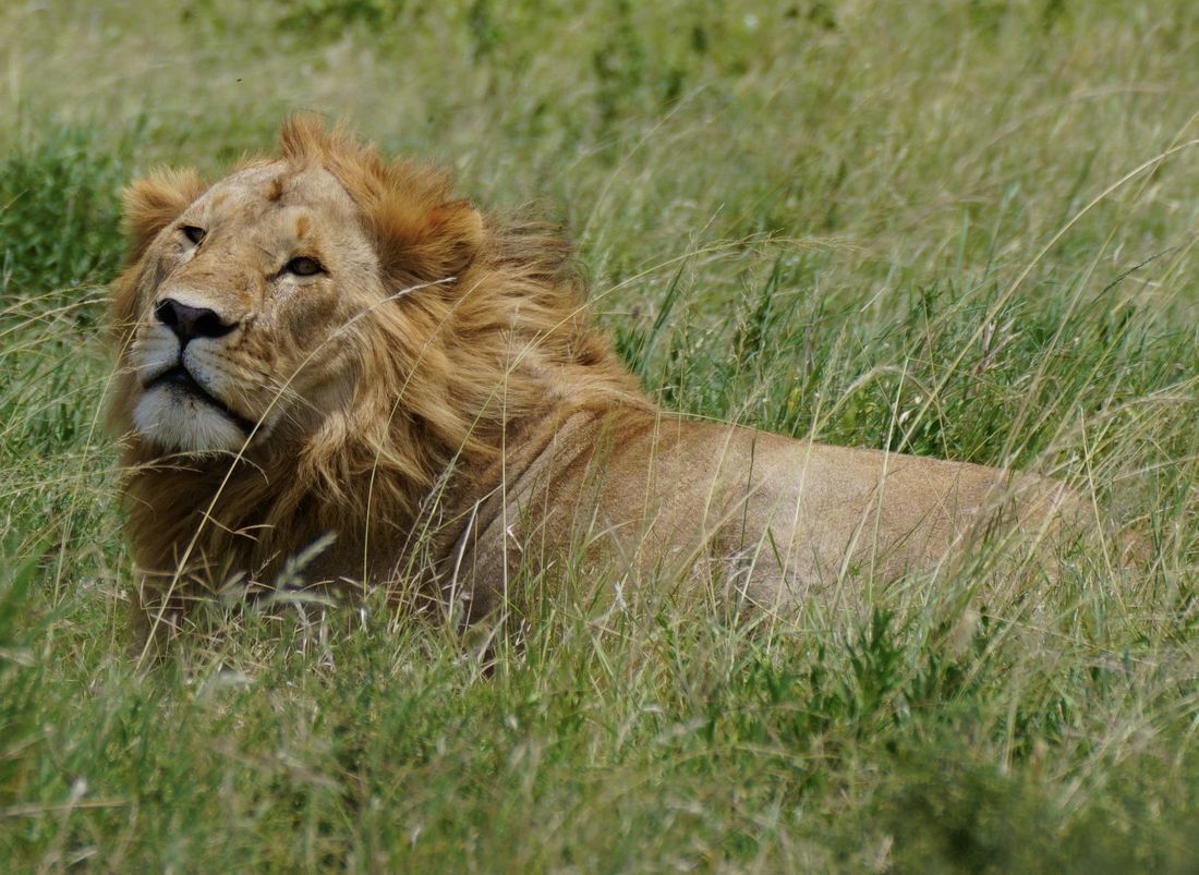 In the Tall Grass