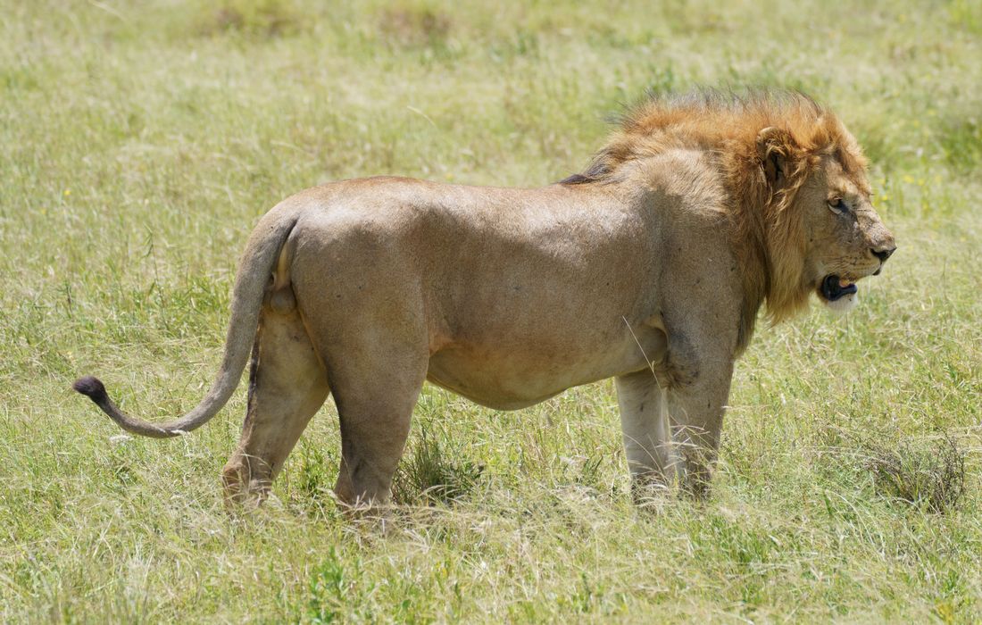 The Stride of a King