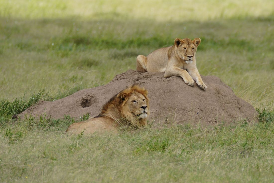 Guardians of the Mound