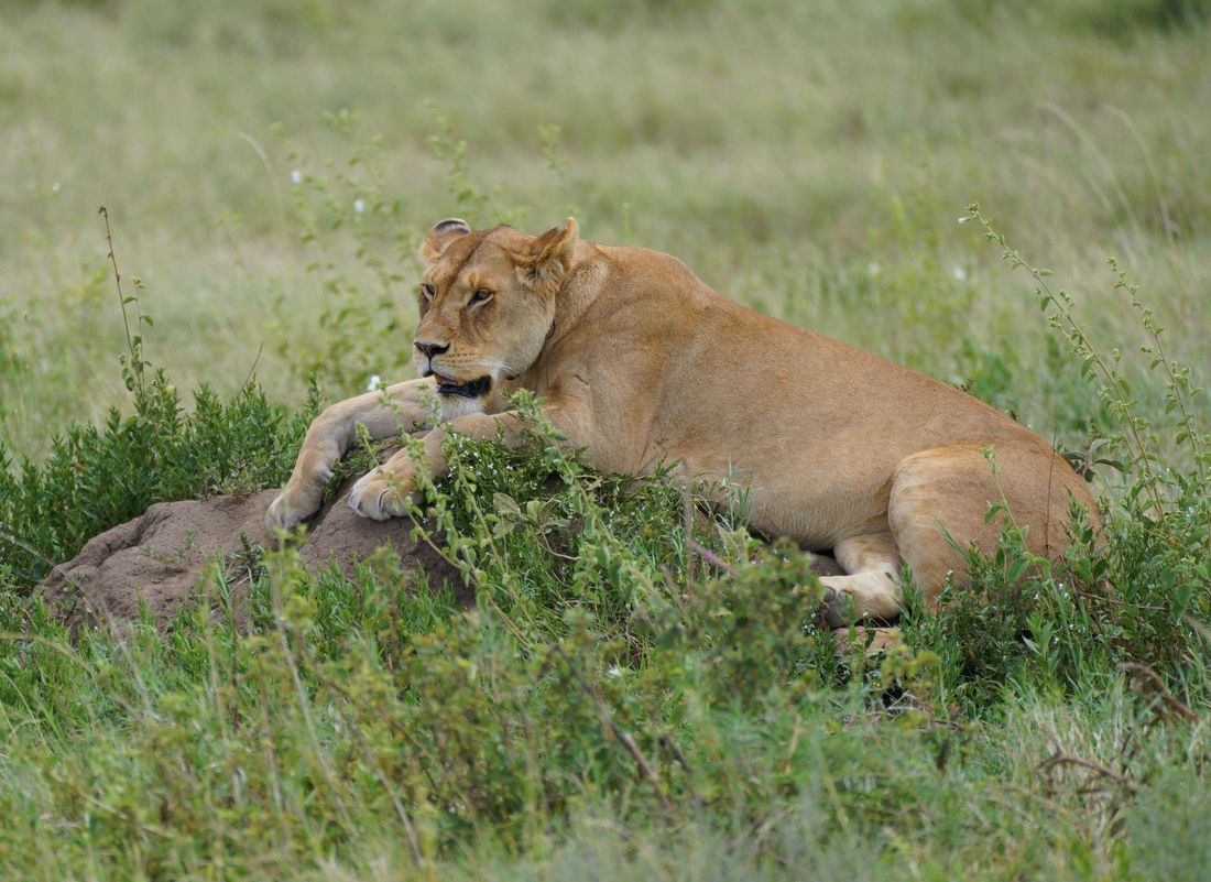 A Lioness at Rest