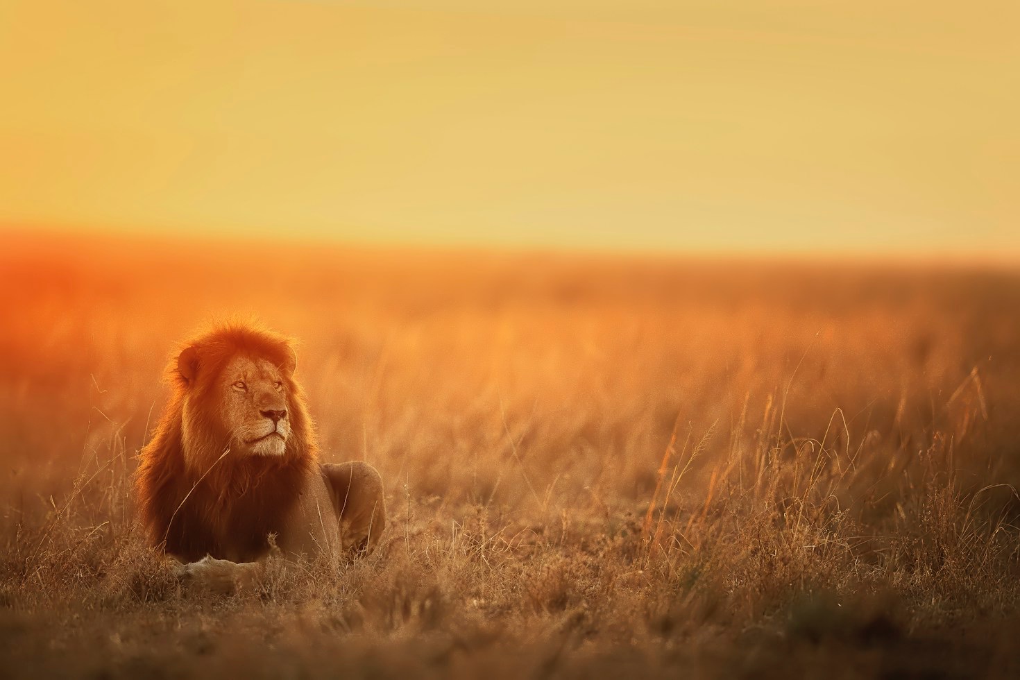 Decoding the Roar: How Wild Lions Communicate Across Distances