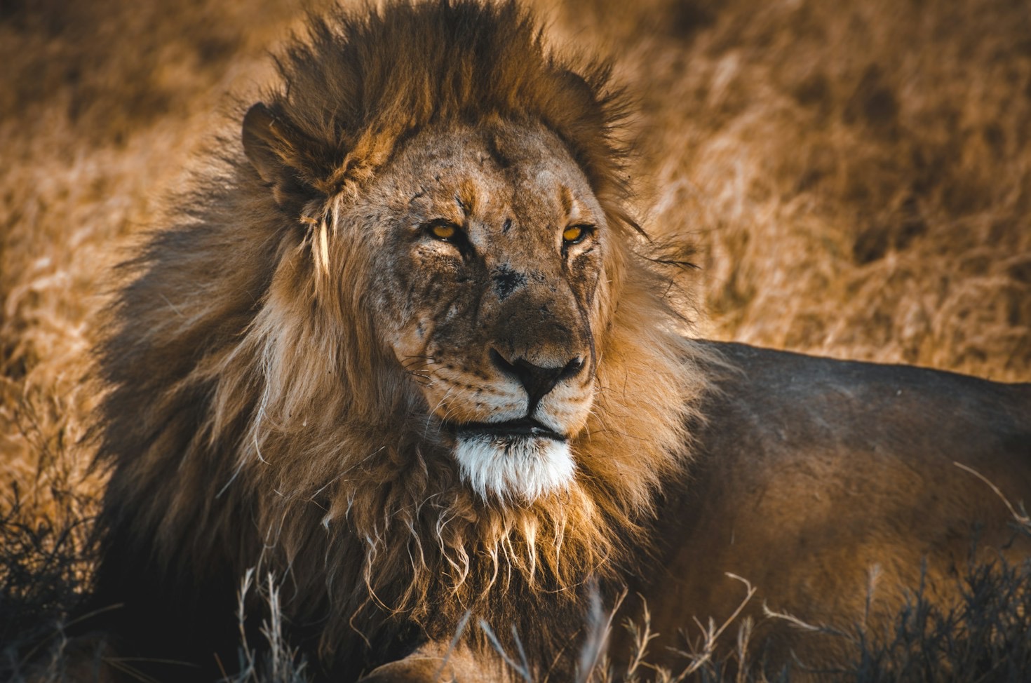 Life Inside the Pride: Understanding Complex Social Hierarchies