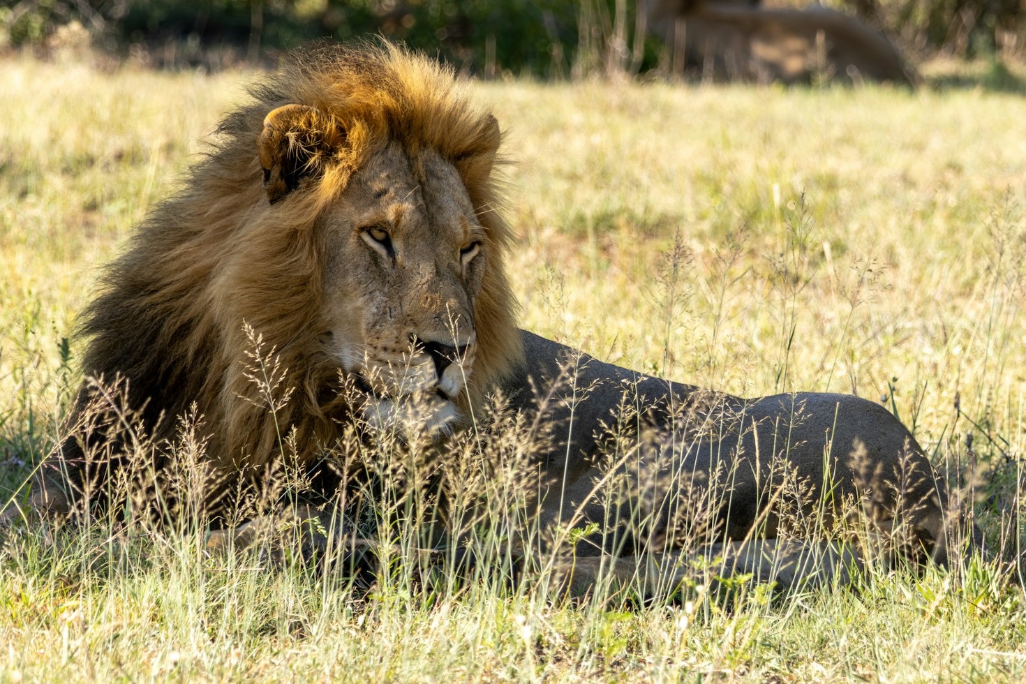 Hunting Tactics of the Savanna: Strategy Behind the Strike