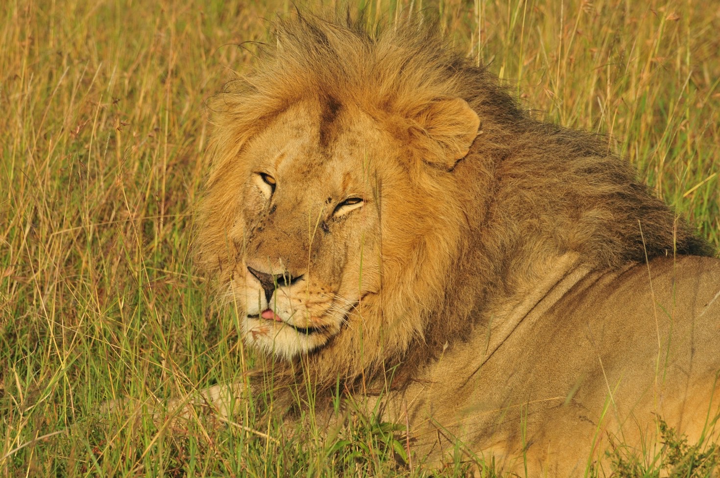 Behind the Lens: Capturing Big Cats in Native Habitats