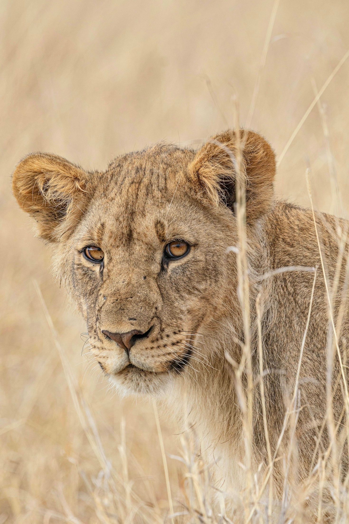 From Cubs to Kings: The Perilous Journey to Maturity