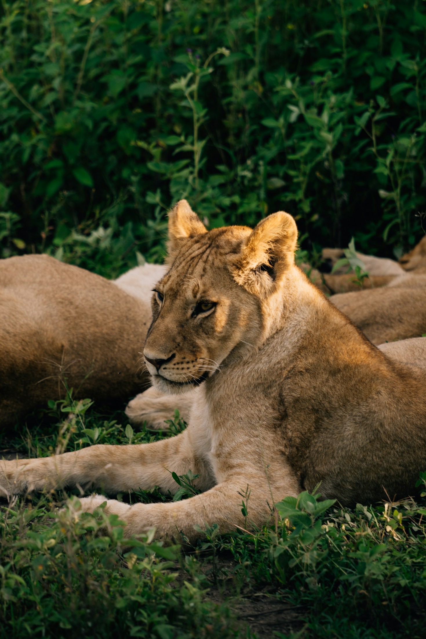 Rare Encounters: Documenting Unseen Behaviors in the Wild