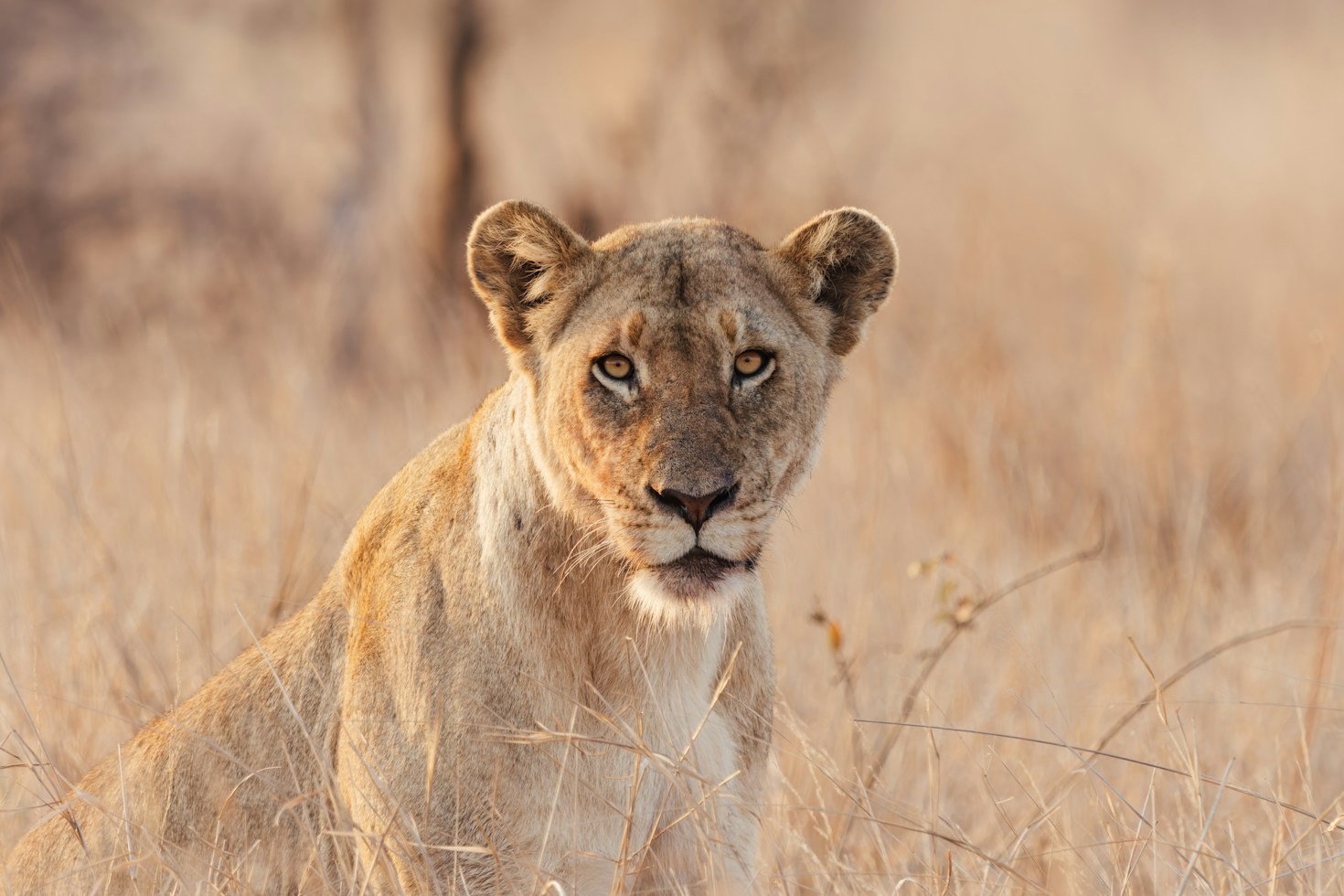 Historic Territories: Mapping the Disappearing Range of Lions